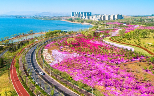 櫻花園
